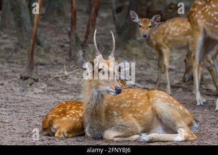 Junge Whitetail Hirse männlich und weiblich sitzen zusammen in der Öffentlicher Park Stockfoto