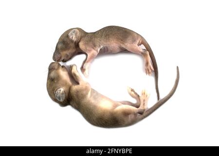 Baby rats on white background Stockfoto