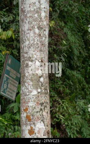 Orientalische Garteneidechse, südostasiatisch veränderliche Liazrd (Caloes versicolor), die auf Baumstämmen im Regenwald thront, Gunung Pulai, Johor, Malaysia Stockfoto