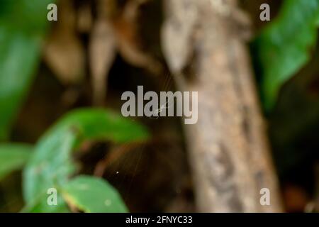 Orchard Spider (Leucauge venusta) im Netz mit verschwommenem Baumstamm und Blättern Hintergrund im Regenwald, Gunung Pulai, Johor, Malaysia. Stockfoto