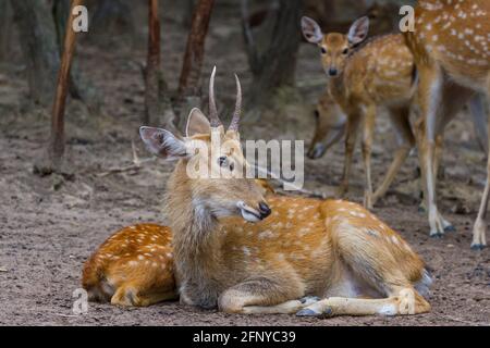 Junge Whitetail Hirse männlich und weiblich sitzen zusammen in der Öffentlicher Park Stockfoto