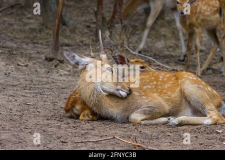 Junge Whitetail Hirse männlich und weiblich sitzen zusammen in der Öffentlicher Park Stockfoto