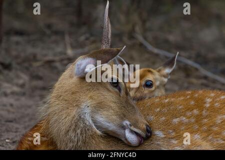 Kopf des jungen Whitetail Hirscher männlich und weiblich sitzen zusammen Im öffentlichen Park Stockfoto