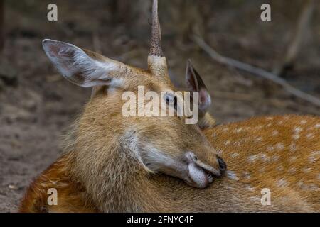 Kopf des jungen Whitetail Hirscher männlich und weiblich sitzen zusammen Im öffentlichen Park Stockfoto