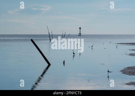 Schöne Meerlandschaft mit Silhouette Großreiher (Ardea alba) Und der kleine Reiher (Egretta garzetta) Stehen Sie am Ebbe-Meeresstrand mit Ästen Stockfoto