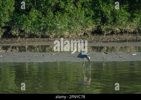 Kleiner Adjutant Storch Vogel (Leptoptilos javanicus) Fütterung oder Angeln eines Fisches auf dem Schnabel bei Ebbe schlammigen Sumpfmangrovenwald, Parit Jawa, Malaysia Stockfoto