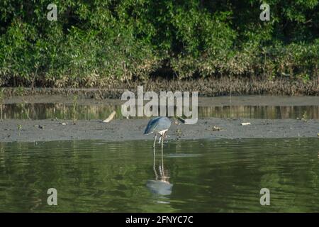Kleiner Adjutant Storch Vogel (Leptoptilos javanicus) Fütterung oder Angeln eines Fisches auf dem Schnabel bei Ebbe schlammigen Sumpfmangrovenwald, Parit Jawa, Malaysia Stockfoto