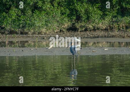Kleiner Adjutant Storch Vogel (Leptoptilos javanicus) und kleiner Reiher (Egretta garzetta) stehen auf dem See Ebbe schlammigen Sumpfmangrovenwald, Malaysia Stockfoto