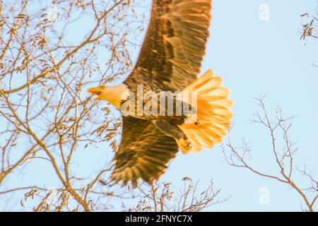 Ein Adler im Flug fällt wie ein Pfeil aus den Cumuluswolken auf Beute auf dem Boden, aus nächster Nähe. Stockfoto