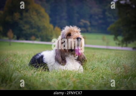 Grand Basset Gänsegeier vendeen Hund liegen auf dem Gras in Der Park mit Bäumen Stockfoto