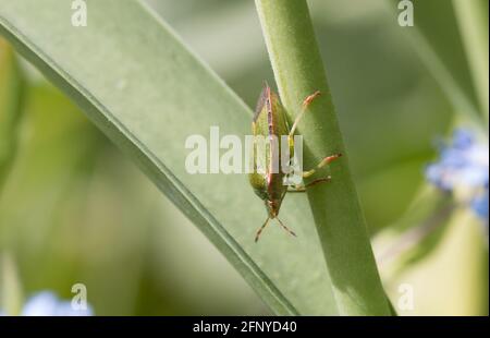 Gewöhnlicher grüner Schildwanzen, Schildwanzen, Palomena prasina oder Stinkwanzen, die im Frühling auf einem grünen Pflanzenstamm ruhen, Nahaufnahme von der Seite Stockfoto