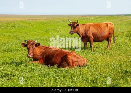 Zwei braune Kühe auf dem Feld gegen den blauen Himmel. Der eine lügt, der andere steht. Tiere schauen auf die Kamera. Agrarkonzept Stockfoto