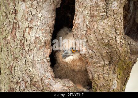 Wilde eurasische Adlereule, Bubo-bubo sitzt in einem hohlen Baum. Die orangefarbenen Augen schauen nach links Stockfoto