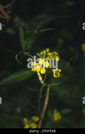 Senfblumen, Wai, Maharashtra, Indien Stockfoto