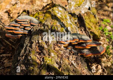Bracket Pilz wächst aus dem Stumpf einer toten Buche. Natürlicher Hintergrund. Stockfoto