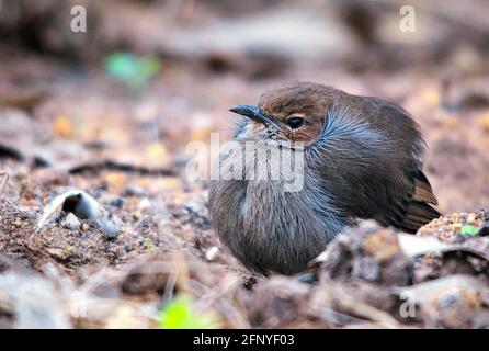 Indian Robin Female, sehr vertraut in indischen Außenbezirken, Sie können sie überall finden, auf Ihrem Balkon, auf Ihrem Dach, in Reisfeldern und oft gesehen, runn Stockfoto