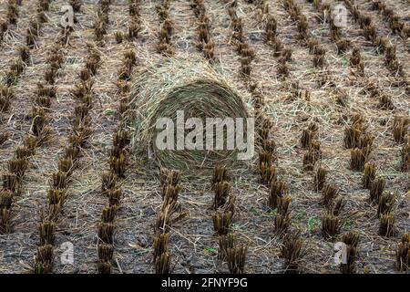 Agrarbereich. Runde Bündeln von trockenem Gras auf dem Feld. Heuballen zur Fütterung von Rindern im Winter. Stockfoto