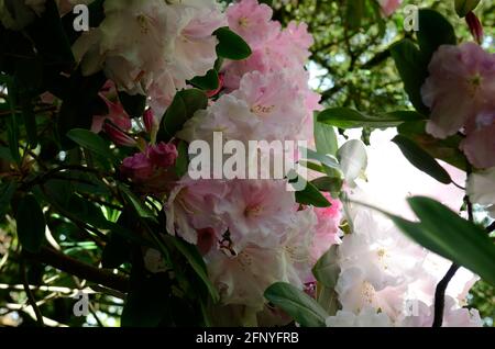 Hellrosa und weiße, große Blütenrhododendronblüten Stockfoto