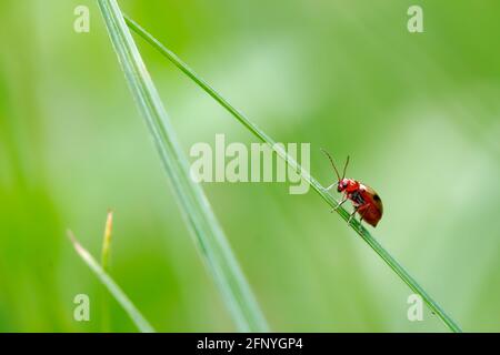 Kleines winziges rotes Insekt, das auf dünnem Gras hängt Stockfoto