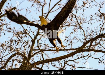 Ein Adler im Flug fällt wie ein Pfeil aus den Cumuluswolken auf Beute auf dem Boden, aus nächster Nähe. Stockfoto