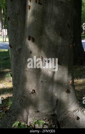 Mehrere Zikaden und leere Zikaden-Exoskelette auf einem vorstädtischen Baumstamm. Stockfoto