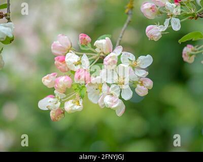 Hübsche weiße und rosa Krabbenapfelblüte Stockfoto