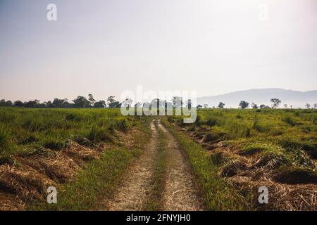 Safaris-Route im Kaziranga National Park, Assam, Indien Stockfoto