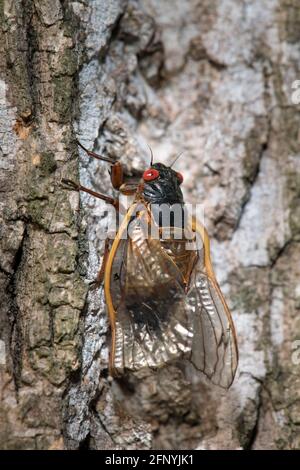Rote Augen 17 Jahre Brut X cicada auf einem Baumstamm, mit faltigen Flügeln. Stockfoto