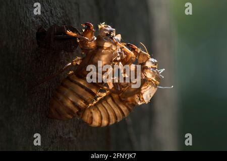 Zwei leere Cicada-Exoskelette auf einem Baumruckwerk. Stockfoto