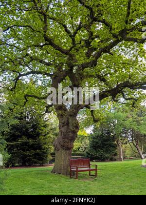 Holzbank unter einer schönen Eiche Stockfoto