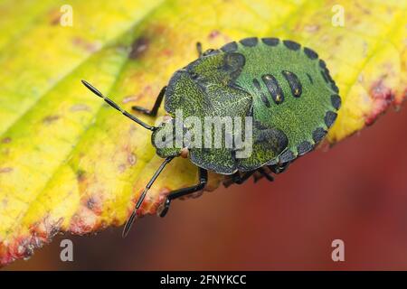 Gemeine grüne Shieldbug-Nymphe (Palomena prasina) in Ruhe auf Brambleblatt. Tipperary, Irland Stockfoto