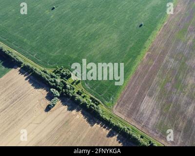Ein Waldgürtel trennt mehrere Felder, Draufsicht. Agrarlandschaft, aus der Vogelperspektive. Stockfoto