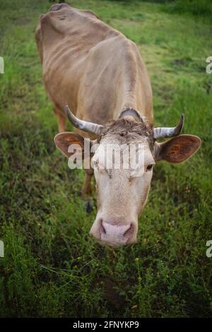 Braune Kuh grast auf grünem Gras. Stockfoto