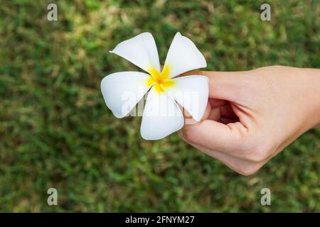 plumeria Blume auf der Hand auf grünem Hintergrund Stockfoto