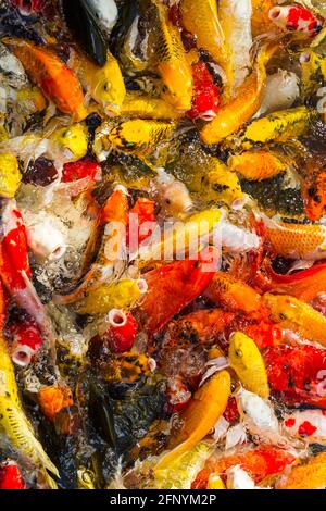 Koi-Karpfen, Koi-Fisch/Schwimmen und hungrig Stockfoto