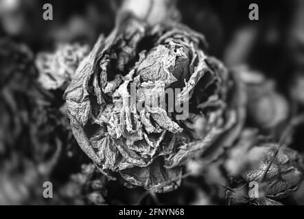 Trockene Rosen. Nahaufnahme eines schwarz-weißen Bildes mit getrockneten Rosenblüten in einem Bouquet. Leben und Tod Konzept. Verwelkte Blumen Stockfoto
