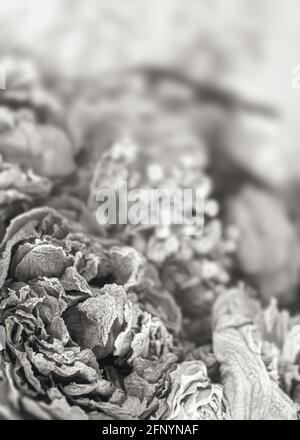 Trockene Rosen. Nahaufnahme eines schwarz-weißen Bildes mit getrockneten Rosenblüten in einem Bouquet. Leben und Tod Konzept. Verwelkte Blumen Stockfoto