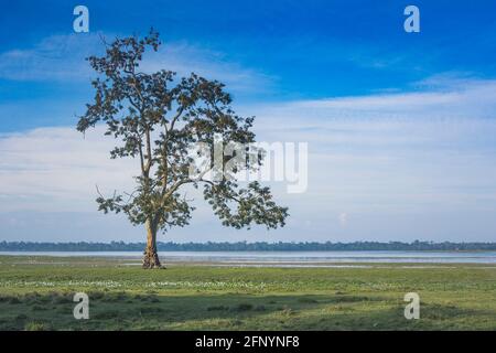 Baum im Kaziranga National Park, Assam, Indien Stockfoto