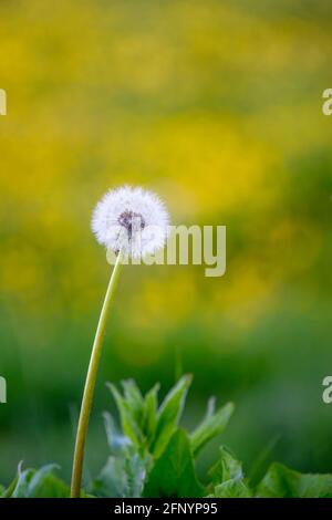 Samenkopf von Löchzapfen (Taraxacum officinale) Wird oft als „Dandelion Clock“ gegen einen unscharf genannten Wiese voller gelber Butterblumen Stockfoto