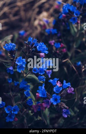 Nahaufnahme von blühenden Lungenkrautblüten im Frühling Sibirien Stockfoto