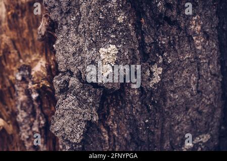 Natürlicher Hintergrund und Nahaufnahme der Flechten auf dem Baum Rinde Stockfoto
