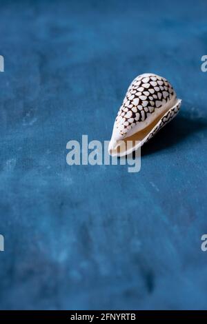 Schwarzer Kegel auf blauem Hintergrund. Conus Marmoreus. Schale Mit Weißem Dreieck. Stockfoto