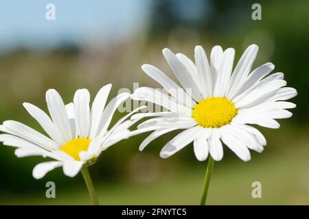 Weißer marguerit blüht im Sommer im Garten Stockfoto