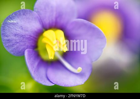 Persian violett, Exacum affine kleine lila Blume Nahaufnahme Schönheit Banner Pflanze Hobby Stockfoto