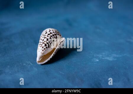 Schwarzer Kegel auf blauem Hintergrund. Conus Marmoreus. Schale Mit Weißem Dreieck. Stockfoto