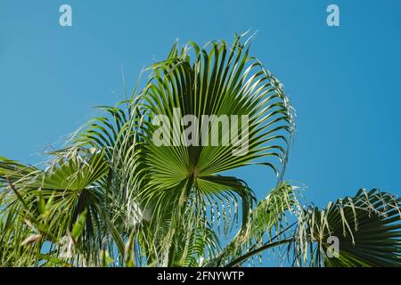 Blätter der tropischen Palme gegen den blauen Himmel. Stockfoto