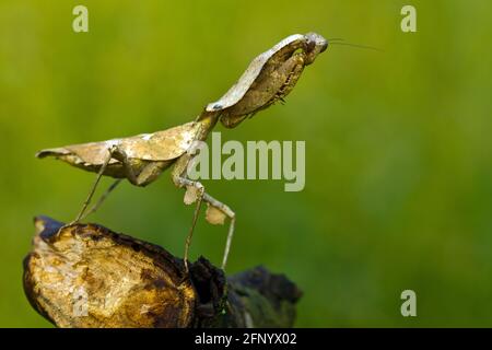 Nahaufnahme eines toten Blatt-Mantis, Indonesien Stockfoto