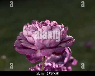 Seltene Rosenblüte bei Anbau Garten Makro Nahaufnahme Arten Kardinal Richelieu Stockfoto