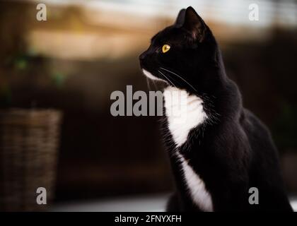 Porträt einer schwarz-weißen Smoking-Katze beim Betrachen Sonnenuntergang durch ein Fenster Stockfoto