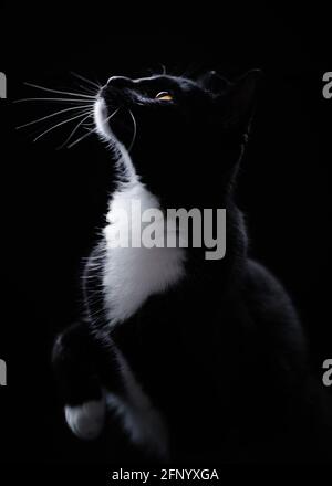 Porträt einer schwarz-weißen Smokingkatze, die aufschaut Stockfoto